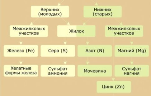 Причины почему желтеют листья у винограда